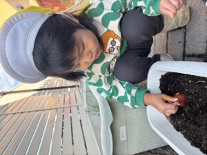 チューリップの球根を植えました